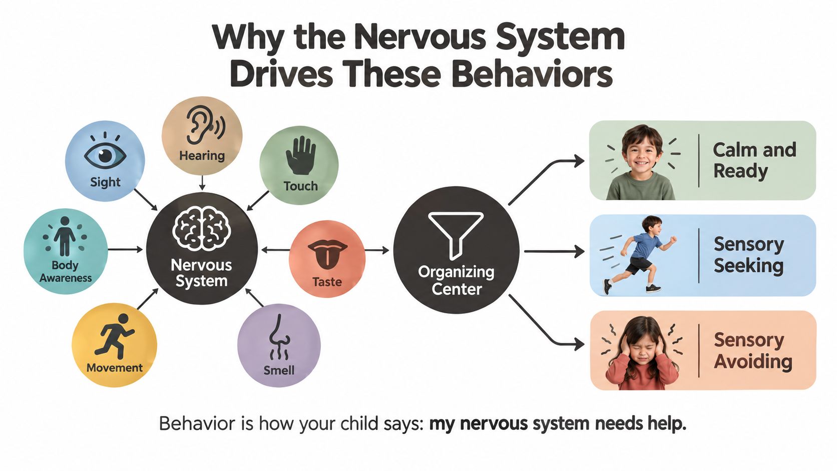 A diagram explaining how the nervous system processes sensory input, leading to calm, seeking, or avoiding behaviors.