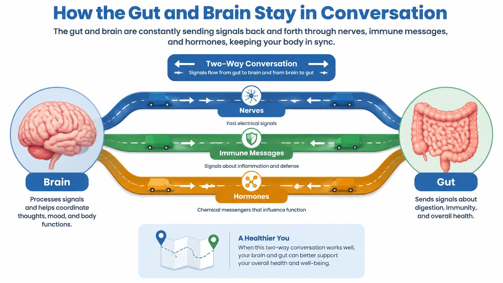 A diagram illustrating the two-way communication pathway between the human brain and gut through various biological signals.