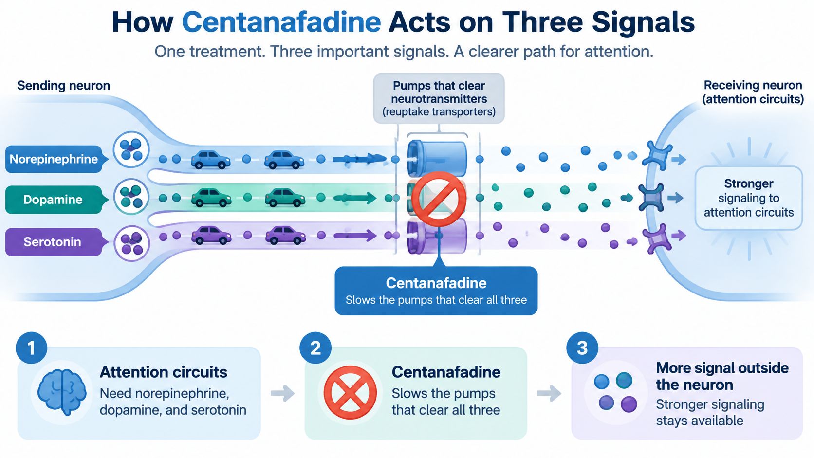 A diagram illustrating how centanafadine blocks neurotransmitter reuptake pumps to improve attention circuit signaling.