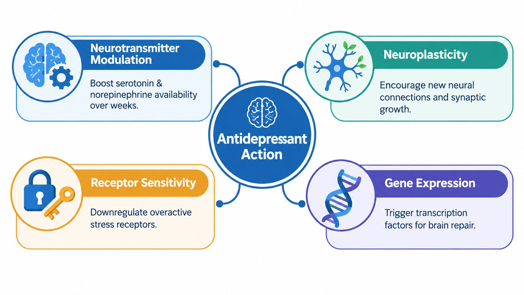 A diagram illustrating the four key biological mechanisms of antidepressant action in the human brain.