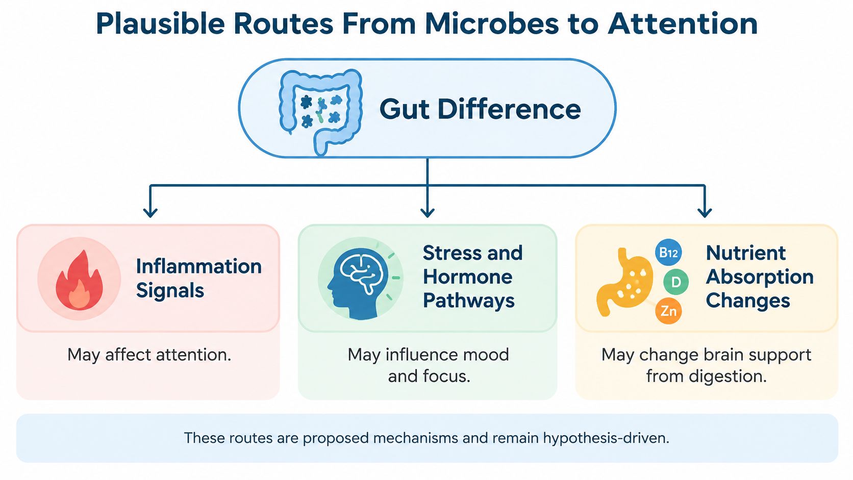 A diagram illustrating three plausible biological pathways connecting gut microbiome differences to attention and brain health.
