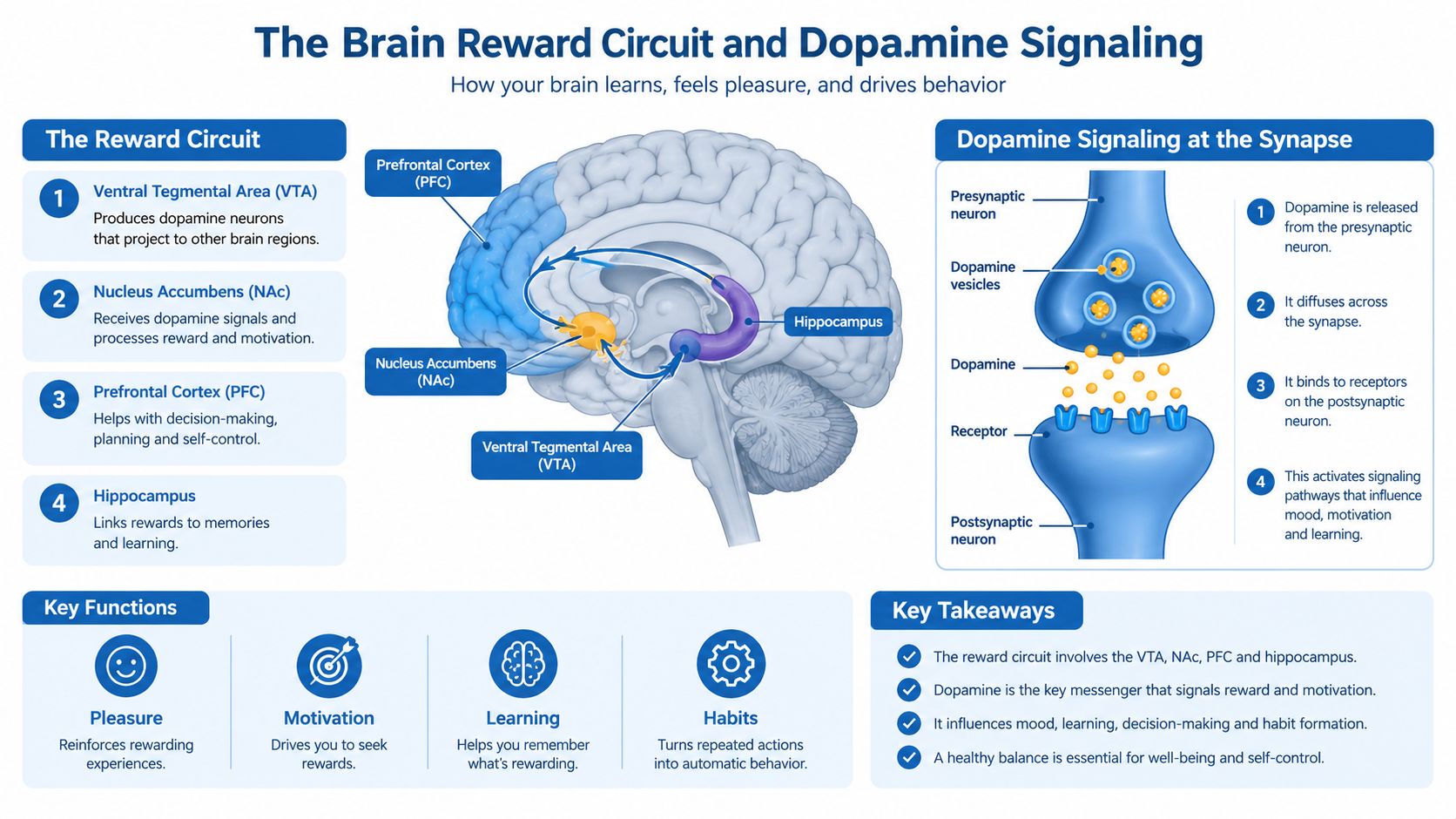 A diagram illustrating the brain reward circuit, dopamine signaling pathways, and key functions like pleasure and learning.