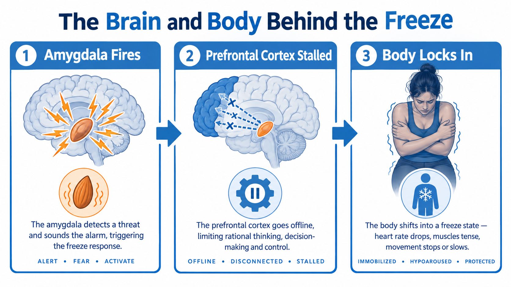 A diagram illustrating the three-step brain and body process behind the freeze response during anxiety.