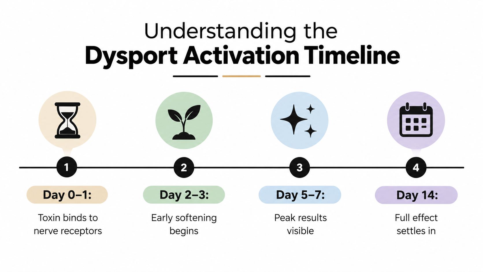 A timeline graphic illustrating the stages of Dysport activation from the initial injection through to two weeks.