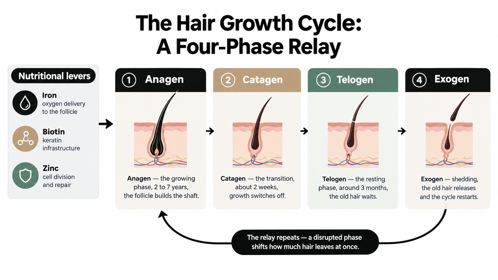 An infographic showing the four phases of the hair growth cycle: anagen, catagen, telogen, and exogen.