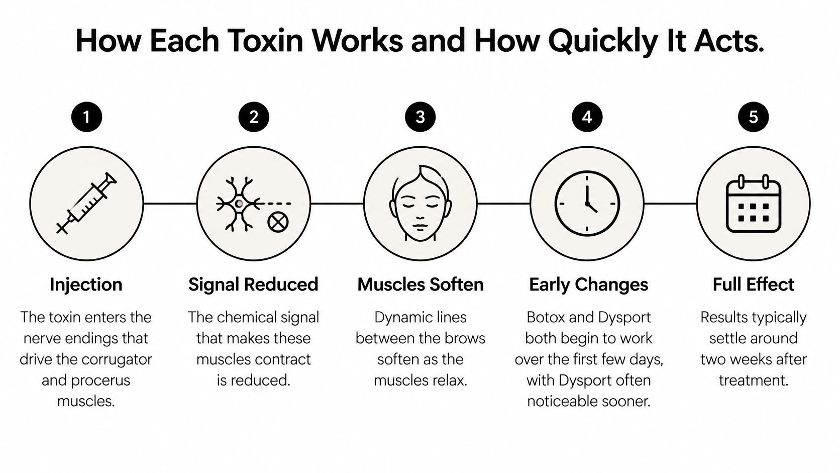 A five-step infographic illustrating how neurotoxins like Botox and Dysport work to treat dynamic facial lines.