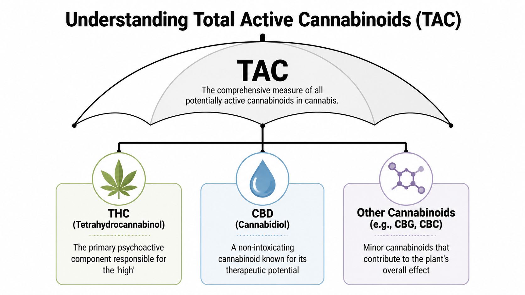 An infographic illustrating that Total Active Cannabinoids (TAC) includes THC, CBD, and other minor cannabinoids like CBG.