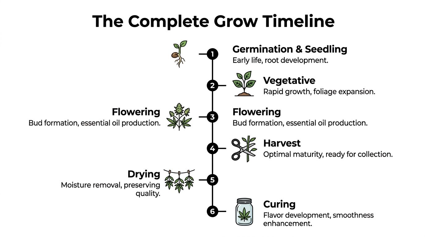 A step-by-step infographic titled The Complete Grow Timeline illustrating cannabis growth from seed to curing.