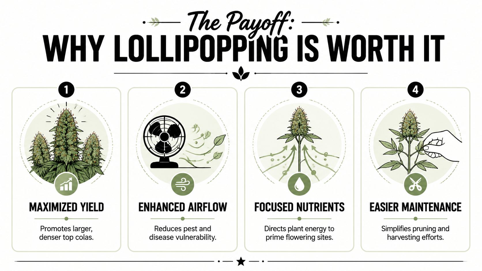 An infographic showing four key benefits of lollipopping cannabis plants including better yields, airflow, nutrients, and maintenance.