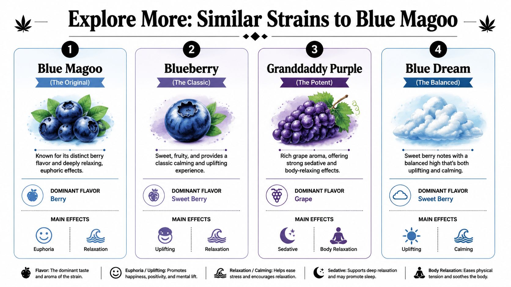 An infographic comparing Blue Magoo to similar cannabis strains like Blueberry, Granddaddy Purple, and Blue Dream.