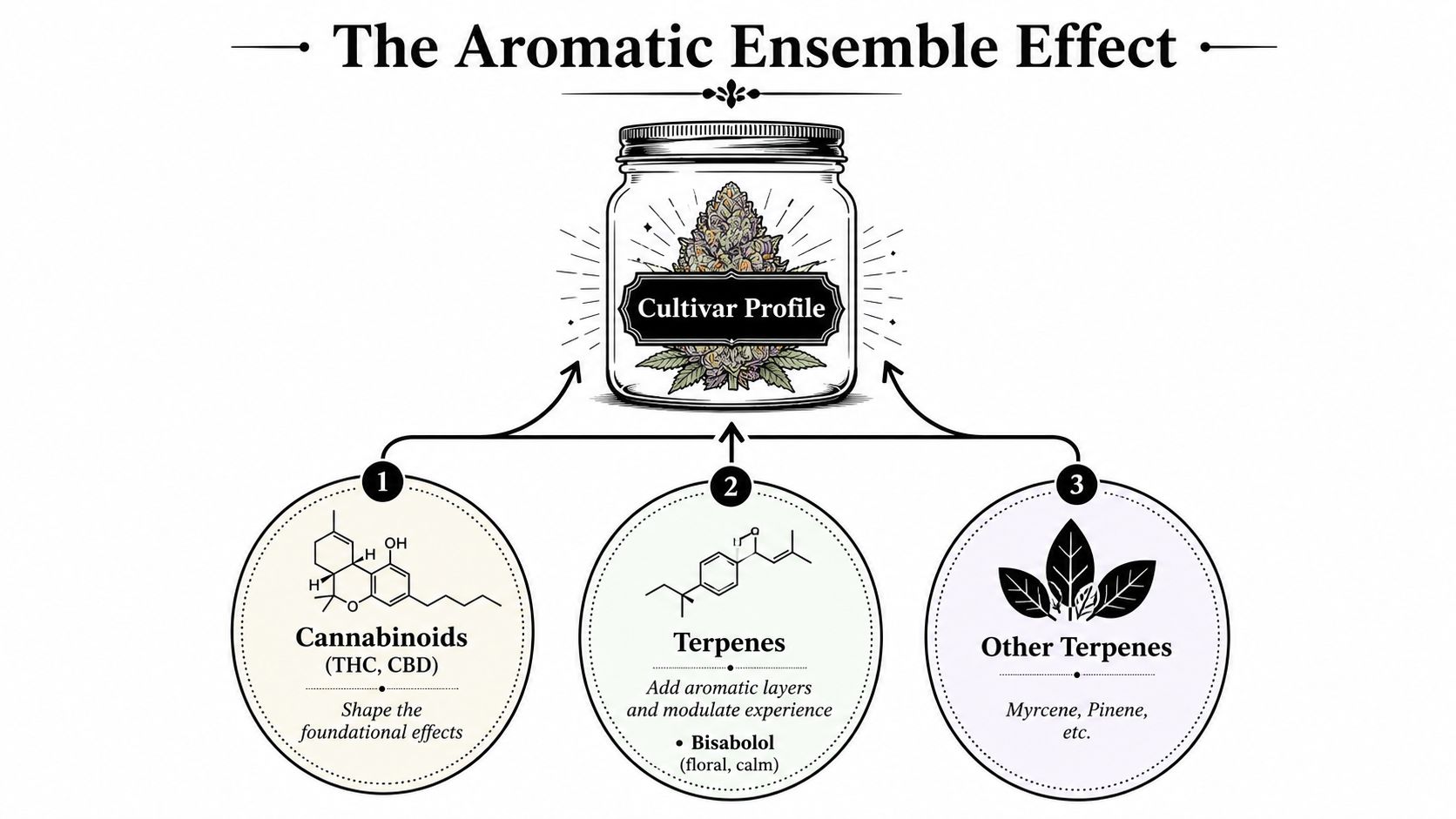 A diagram explaining the aromatic ensemble effect of cannabinoids, terpenes, and bisabolol within a cannabis cultivar profile.