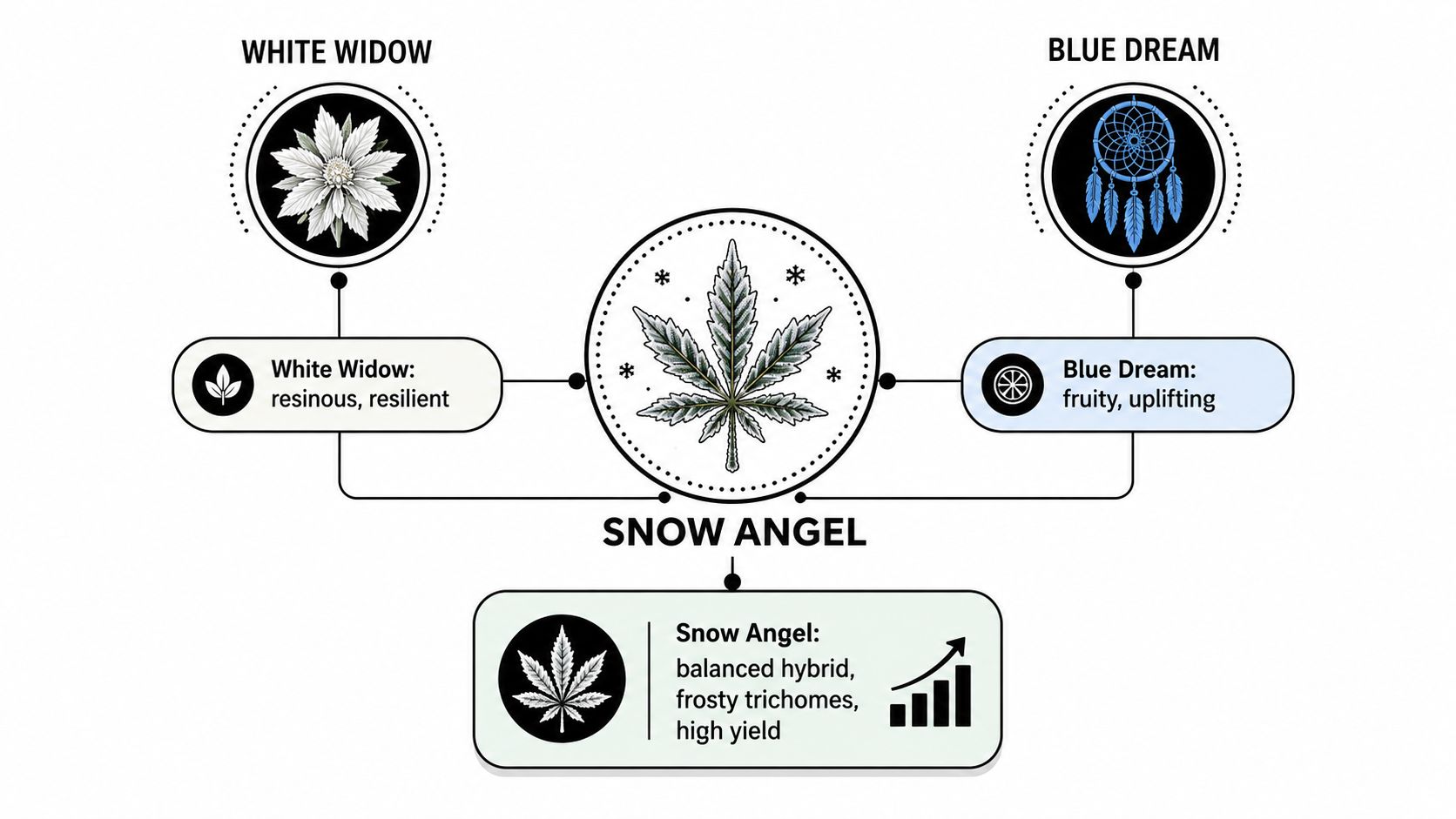 A diagram illustrating the genetic crossing of White Widow and Blue Dream to create the Snow Angel strain.