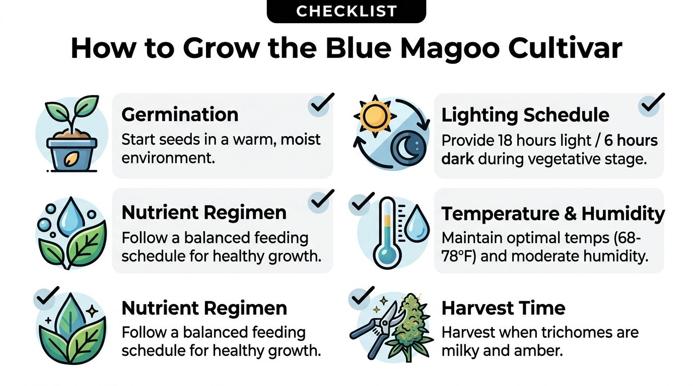 A checklist infographic illustrating the necessary steps for growing the Blue Magoo cannabis cultivar successfully.