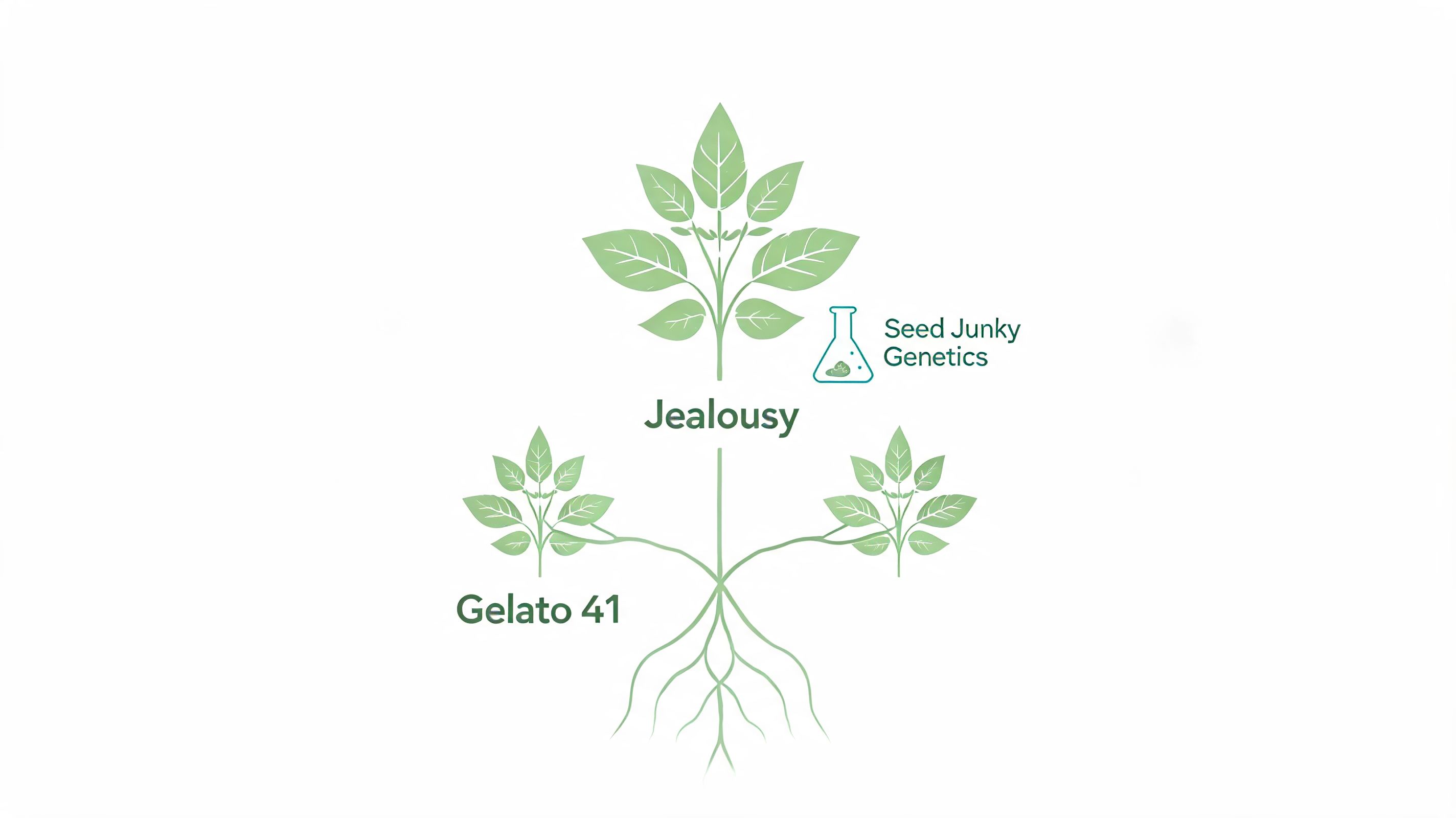 A botanical illustration depicting the genetic lineage of the Jealousy cannabis strain bred by Seed Junky Genetics.