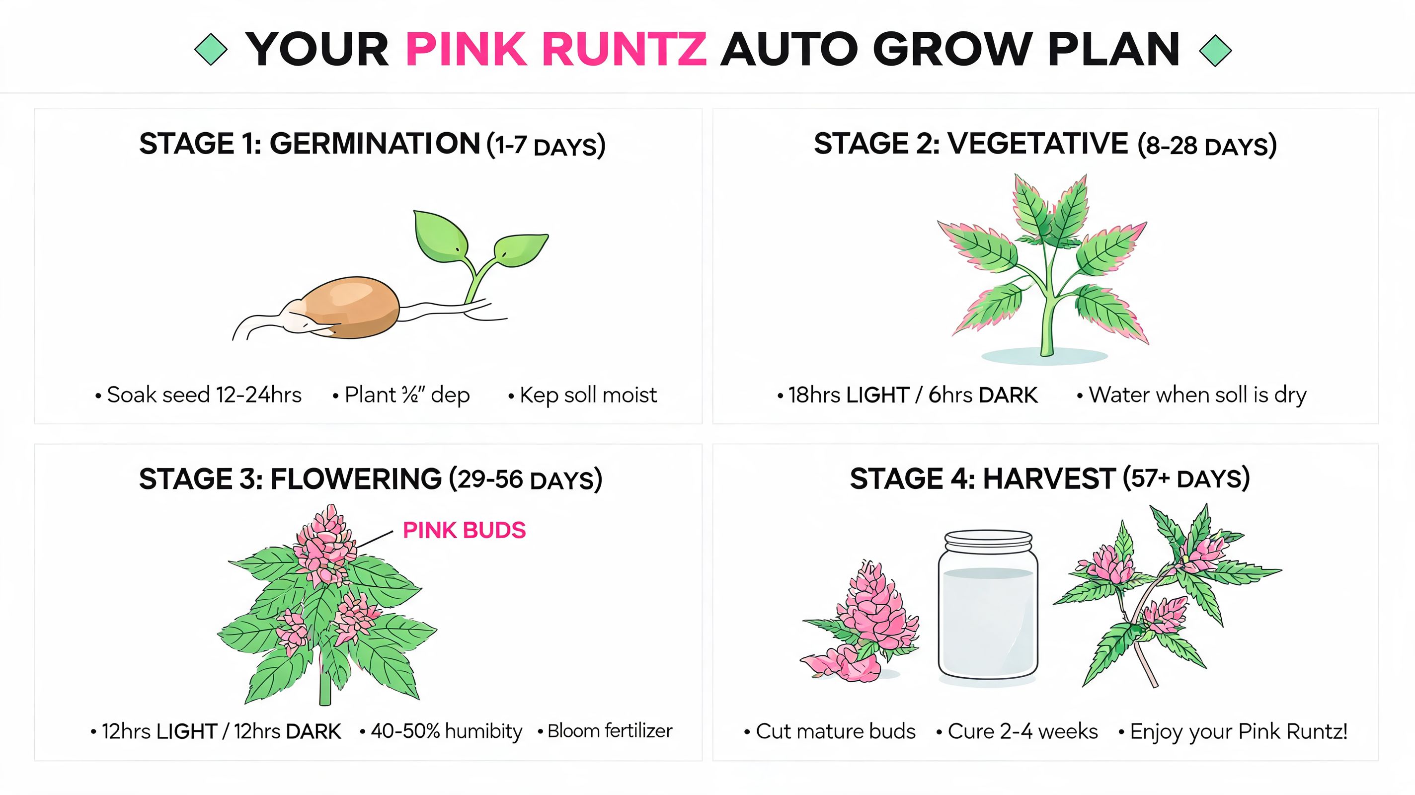 An infographic showing a four-stage growth plan for Pink Runtz auto flowering cannabis plants.