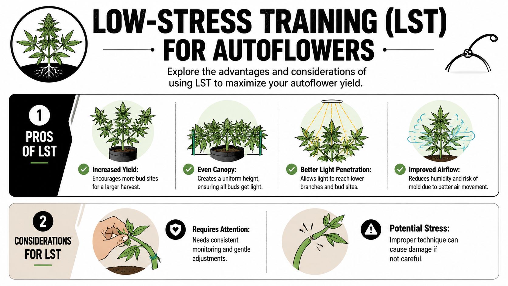 An infographic showing the benefits and considerations of performing low-stress training on autoflowering cannabis plants.