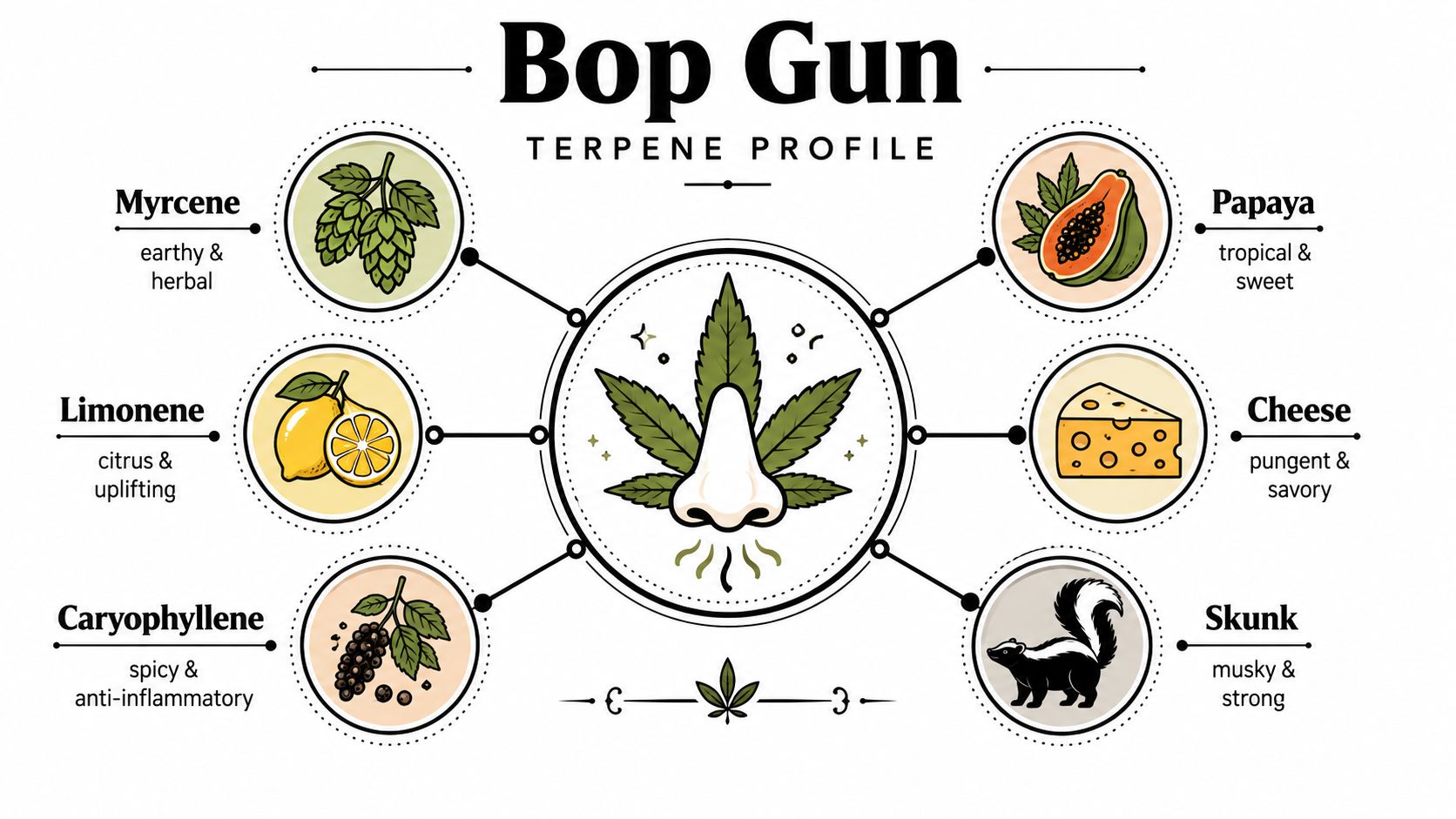 A detailed infographic showing the terpene profile and flavor notes for the Bop Gun cannabis strain.