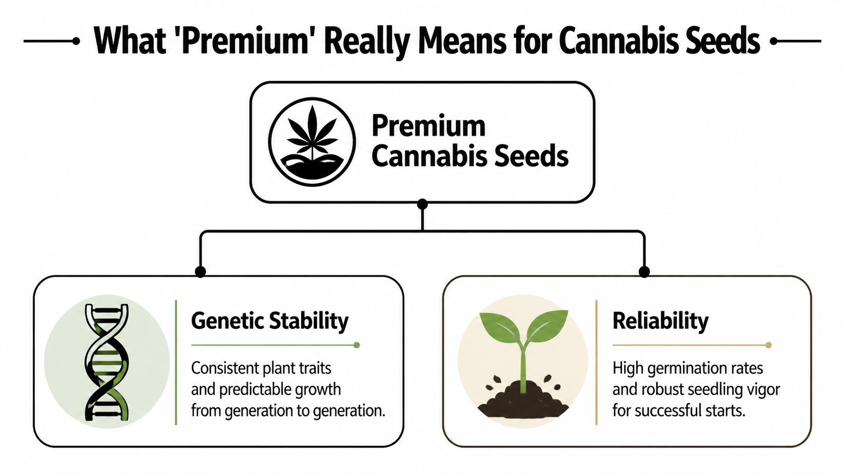 An infographic defining premium cannabis seeds as having genetic stability and high reliability for consistent growth.