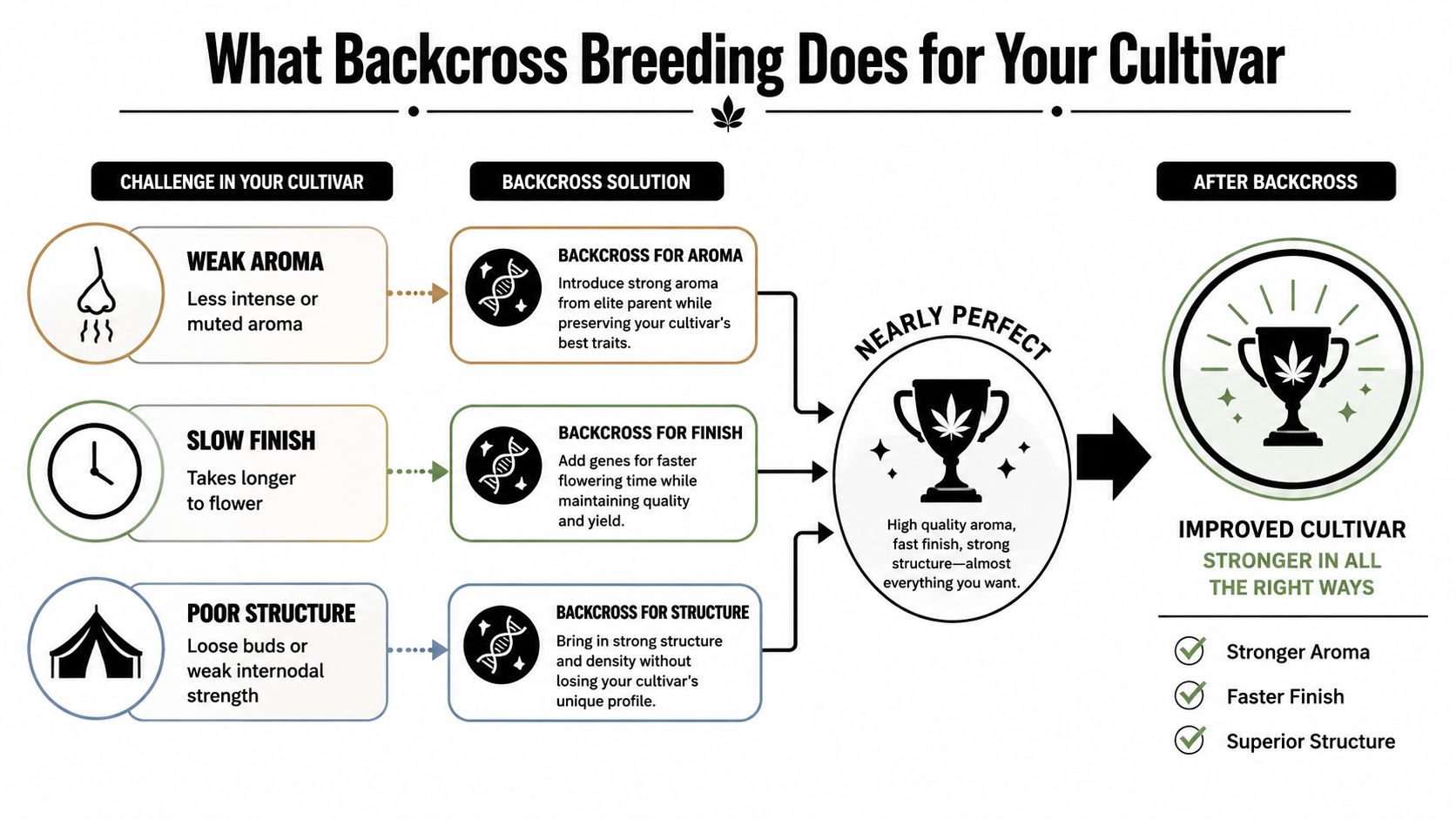 A diagram explaining how backcross breeding improves cannabis cultivars by enhancing aroma, finish time, and plant structure.