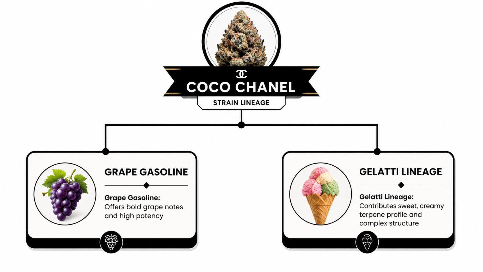 A strain lineage chart illustrating that Coco Chanel is bred from Grape Gasoline and Gelatti lineage parents.