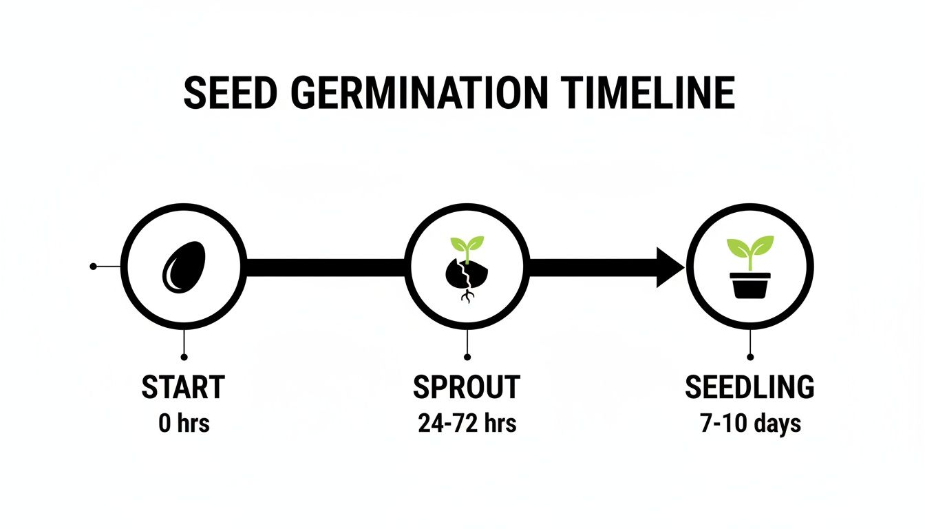 Timeline illustrating seed germination stages: start, sprout, and seedling with corresponding timeframes.