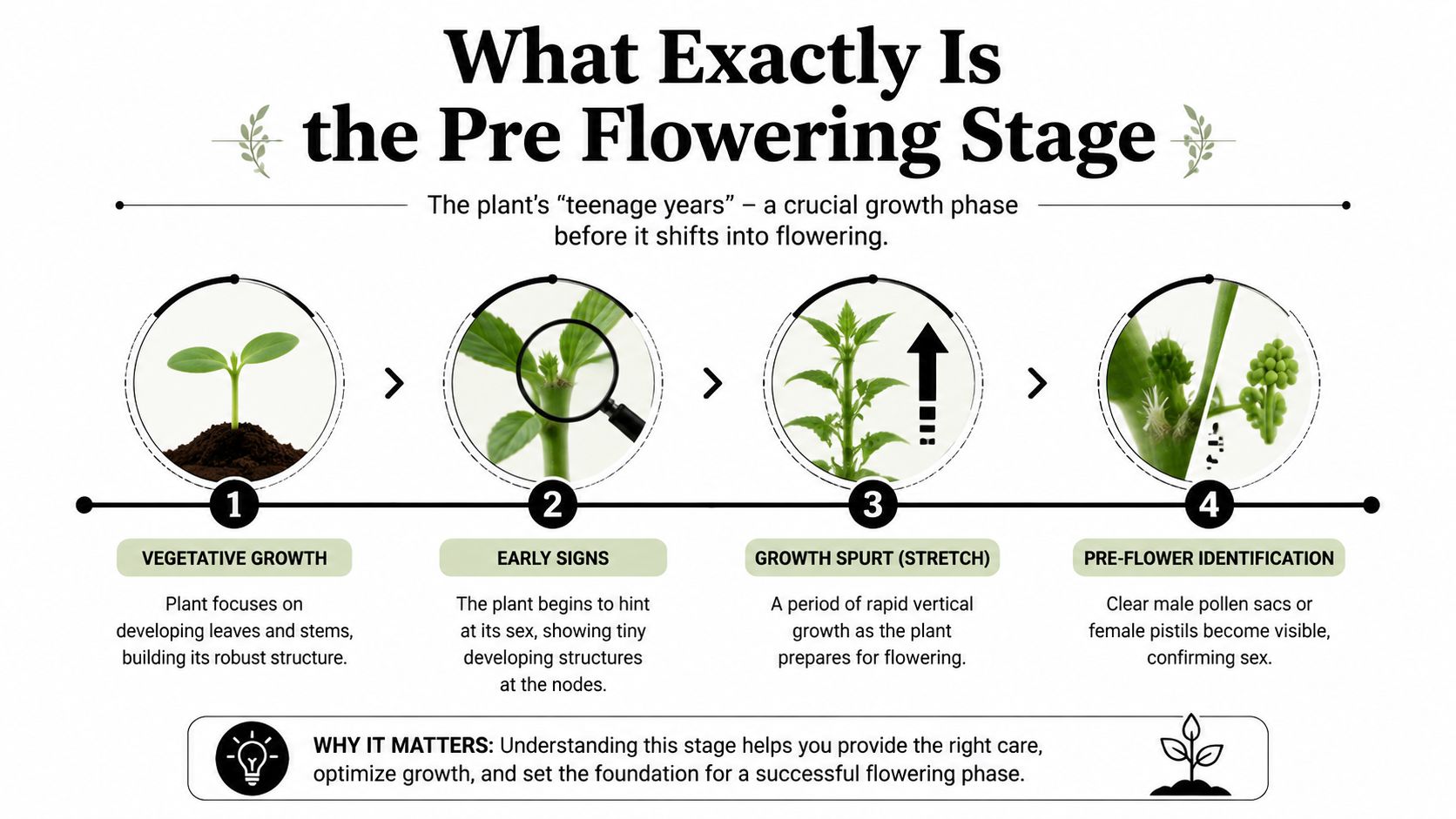 A diagram illustrating the pre-flowering stage of plant growth with four steps from seedling to sex identification.