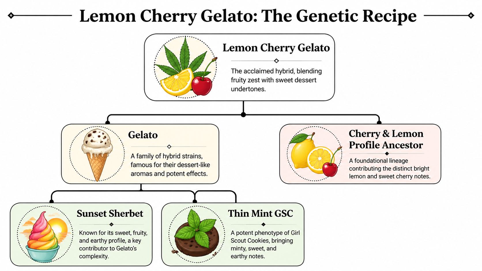 A genetic lineage chart showing the parent strains that create the Lemon Cherry Gelato cannabis hybrid.