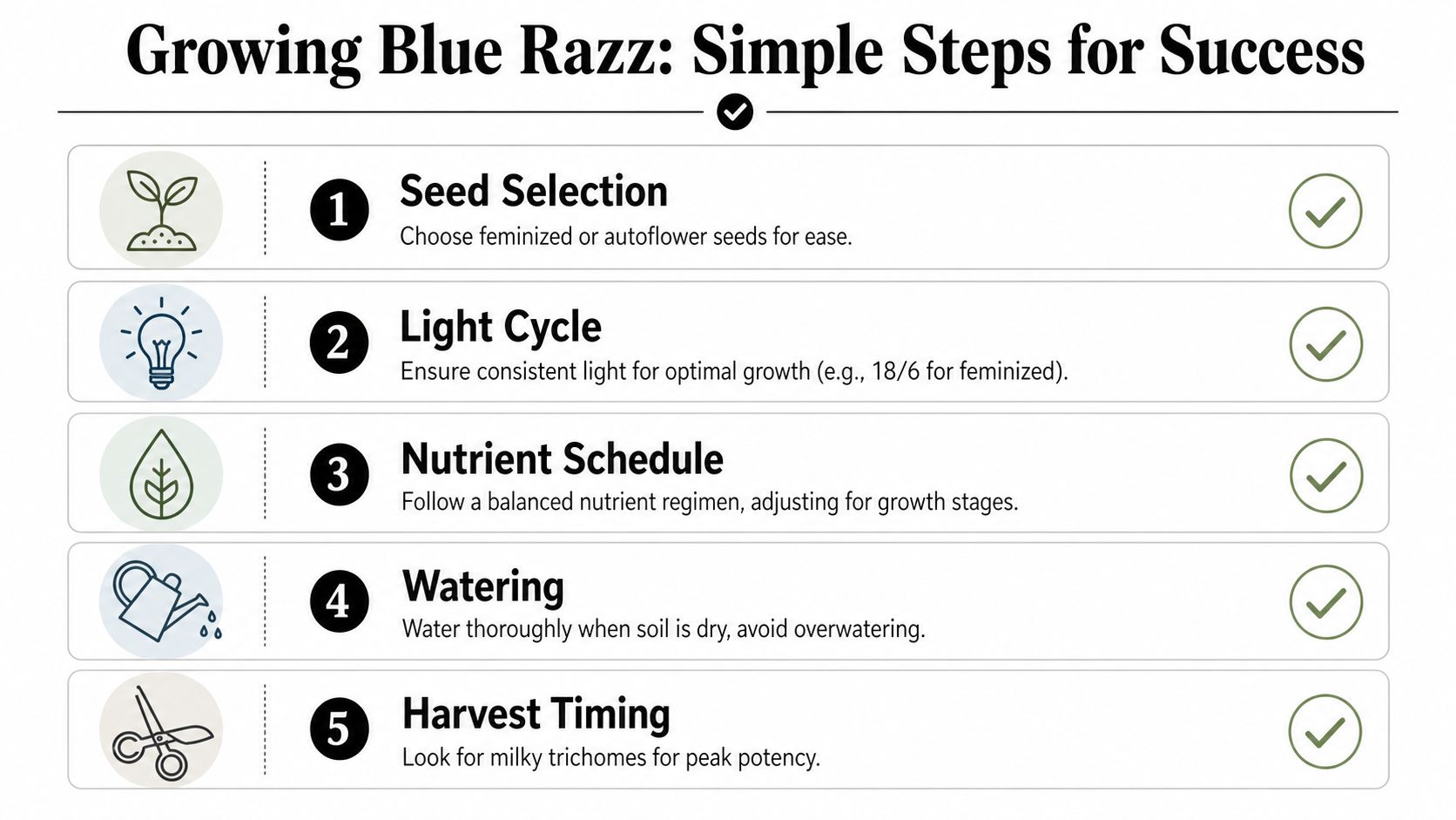 An infographic detailing five simple steps for growing Blue Razz plants including seed selection and harvest timing.