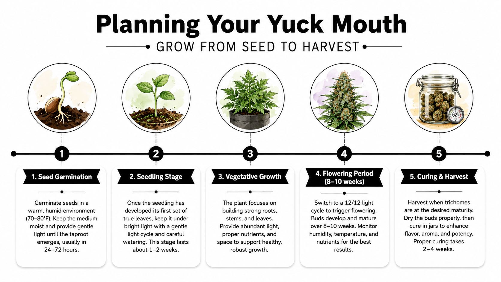 An infographic detailing the five stages of growing the Yuck Mouth cannabis strain from seed to harvest.