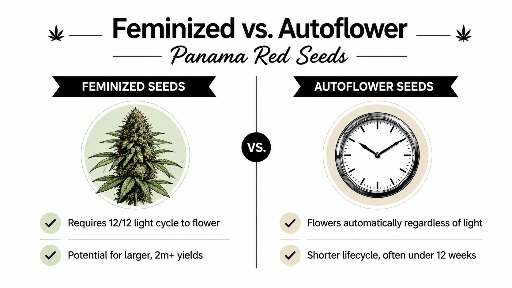 A comparison infographic between feminized and autoflower cannabis seeds for Panama Red variety.