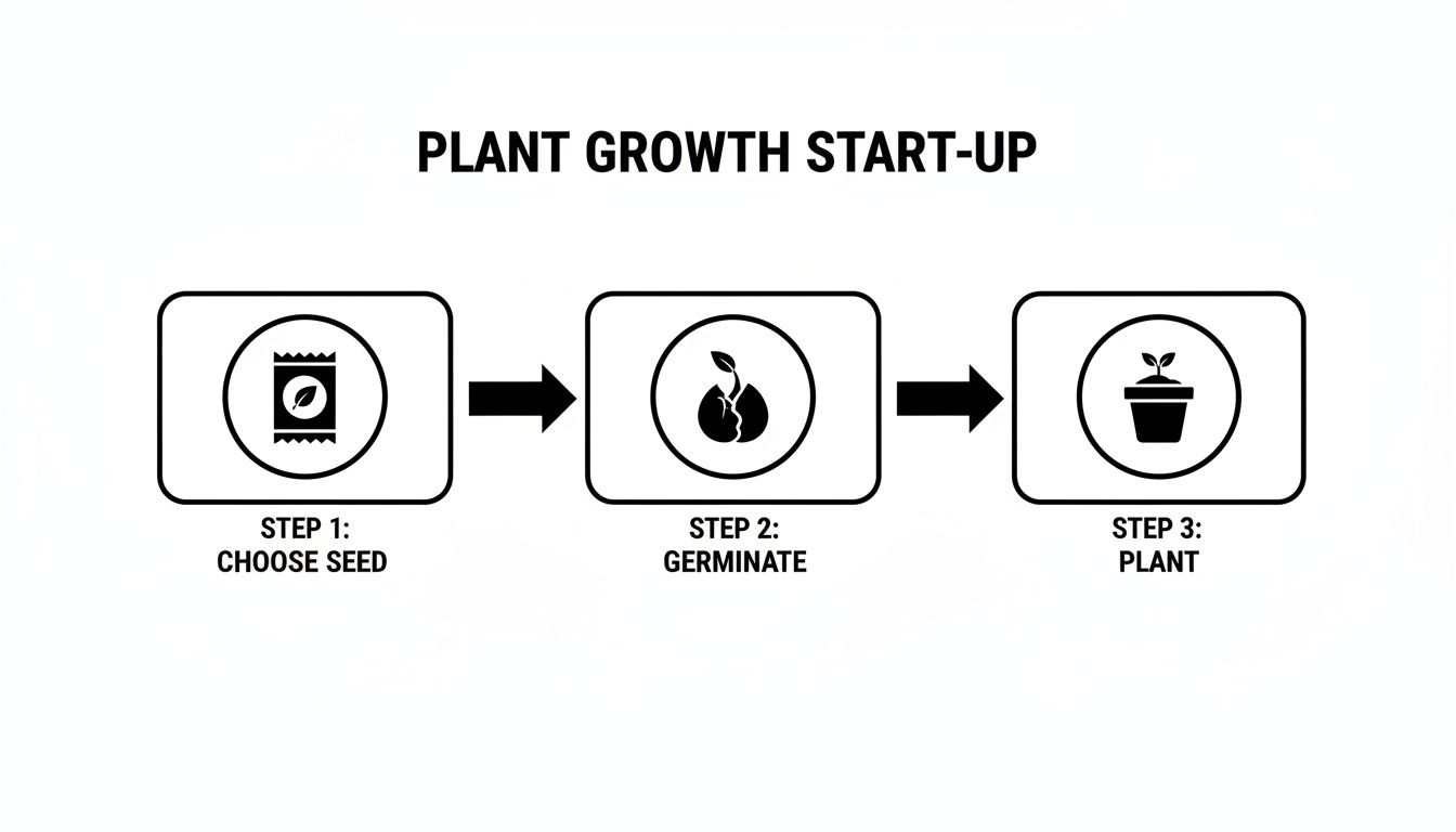 A three-step guide for plant growth, illustrating choosing a seed, germination, and planting.