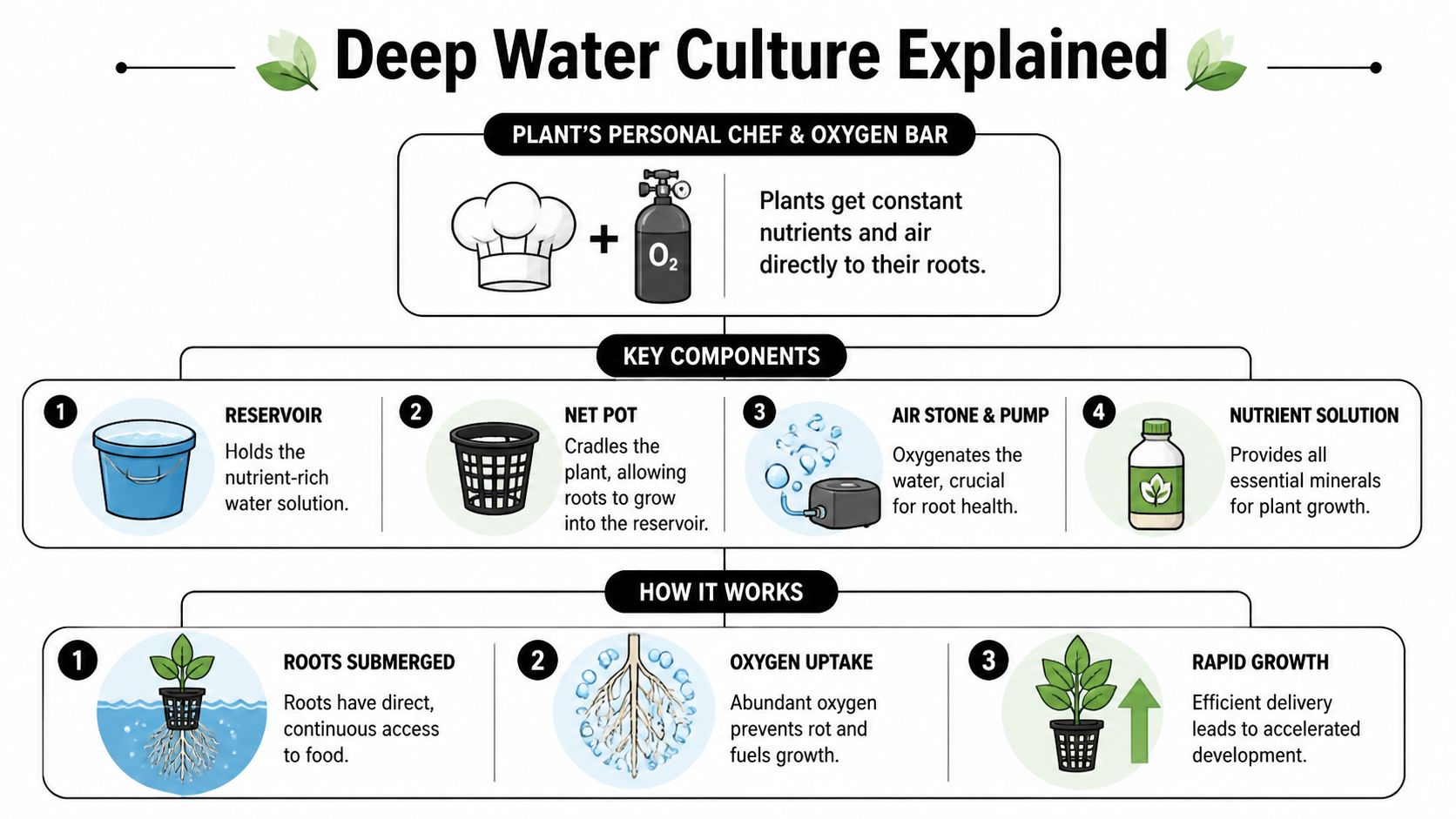 An infographic explaining deep water culture hydroponics, detailing its key components and how the system works.
