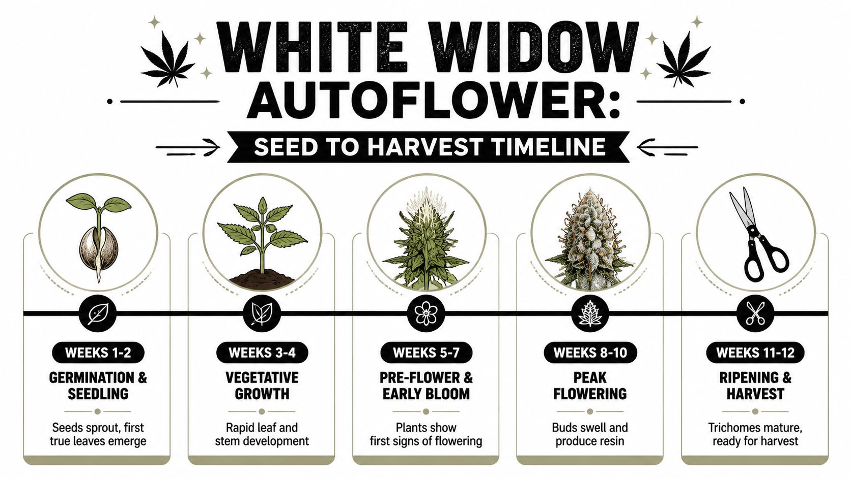 A White Widow autoflower cultivation timeline infographic showing growth stages from germination to harvest over twelve weeks.