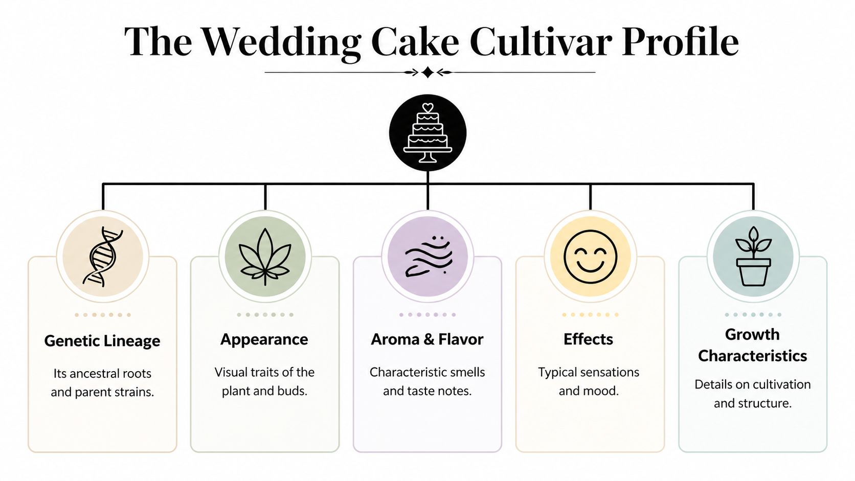 An infographic titled The Wedding Cake Cultivar Profile displaying five categories including genetic lineage, appearance, and effects.