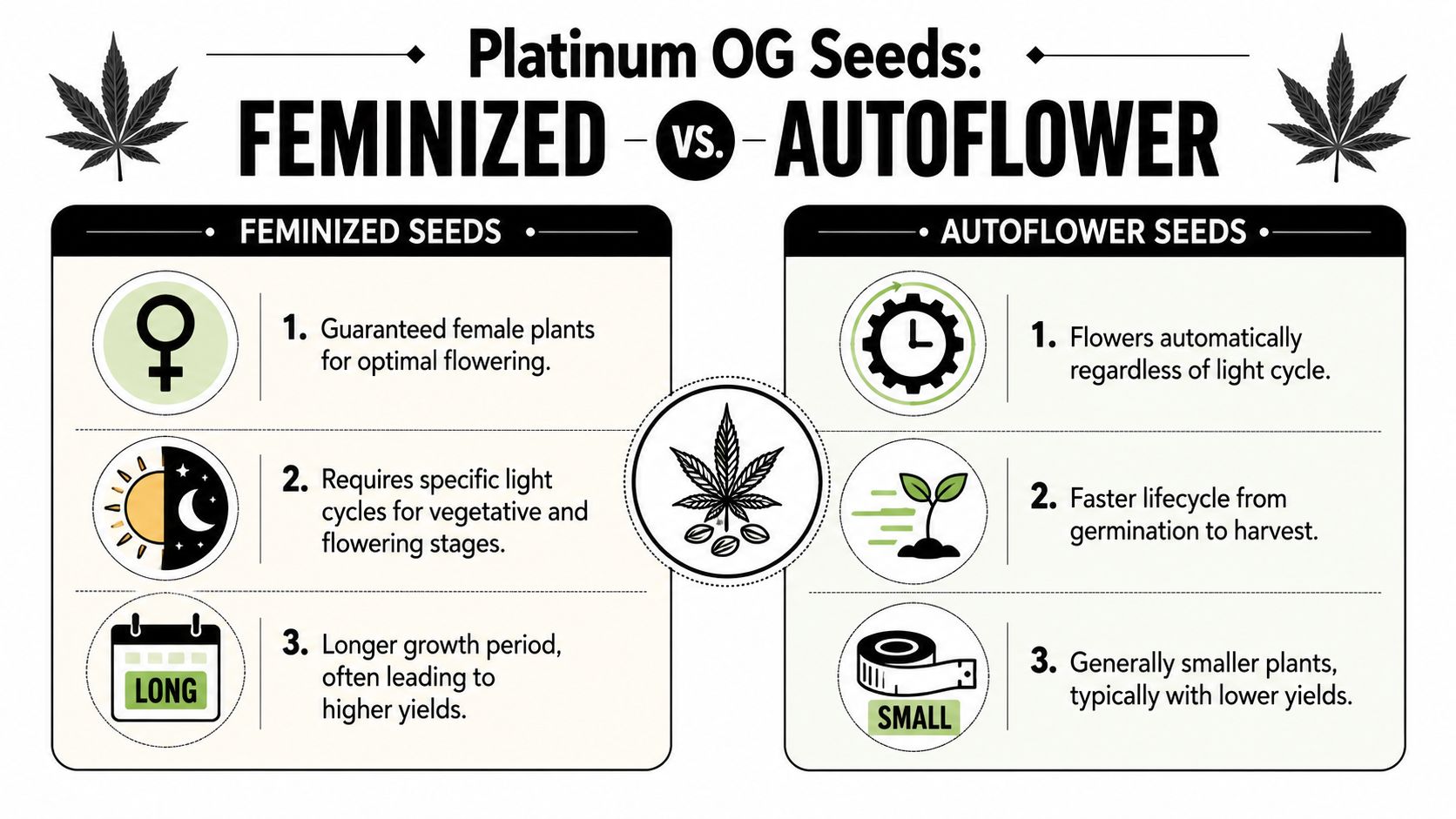 Choosing Your Platinum OG Seeds Feminized or Autoflower