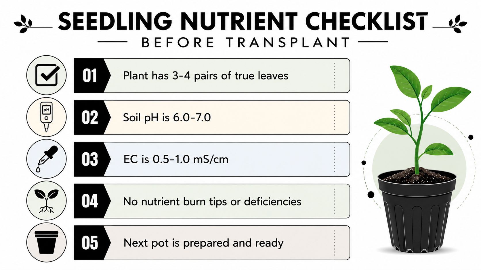 An infographic checklist for seedling nutrient requirements and preparation steps before transplanting into a new pot.