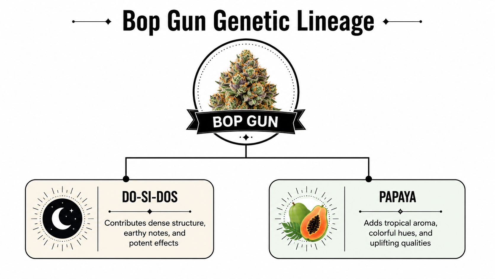 A genetic lineage diagram of the Bop Gun cannabis strain featuring Do-Si-Dos and Papaya parents.
