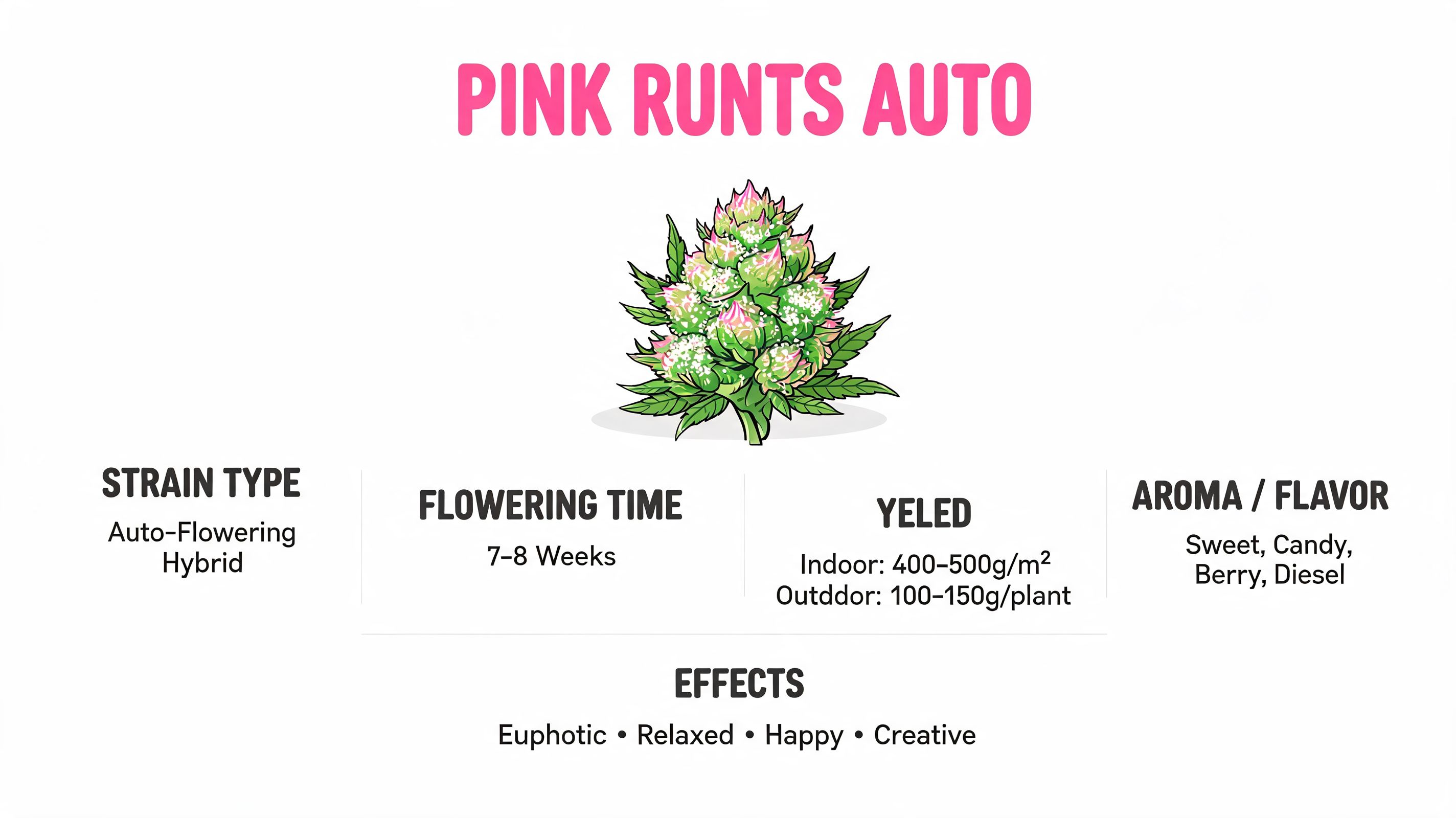 A detailed product information graphic for Pink Runtz Auto cannabis seeds, highlighting growth, yield, and effects.