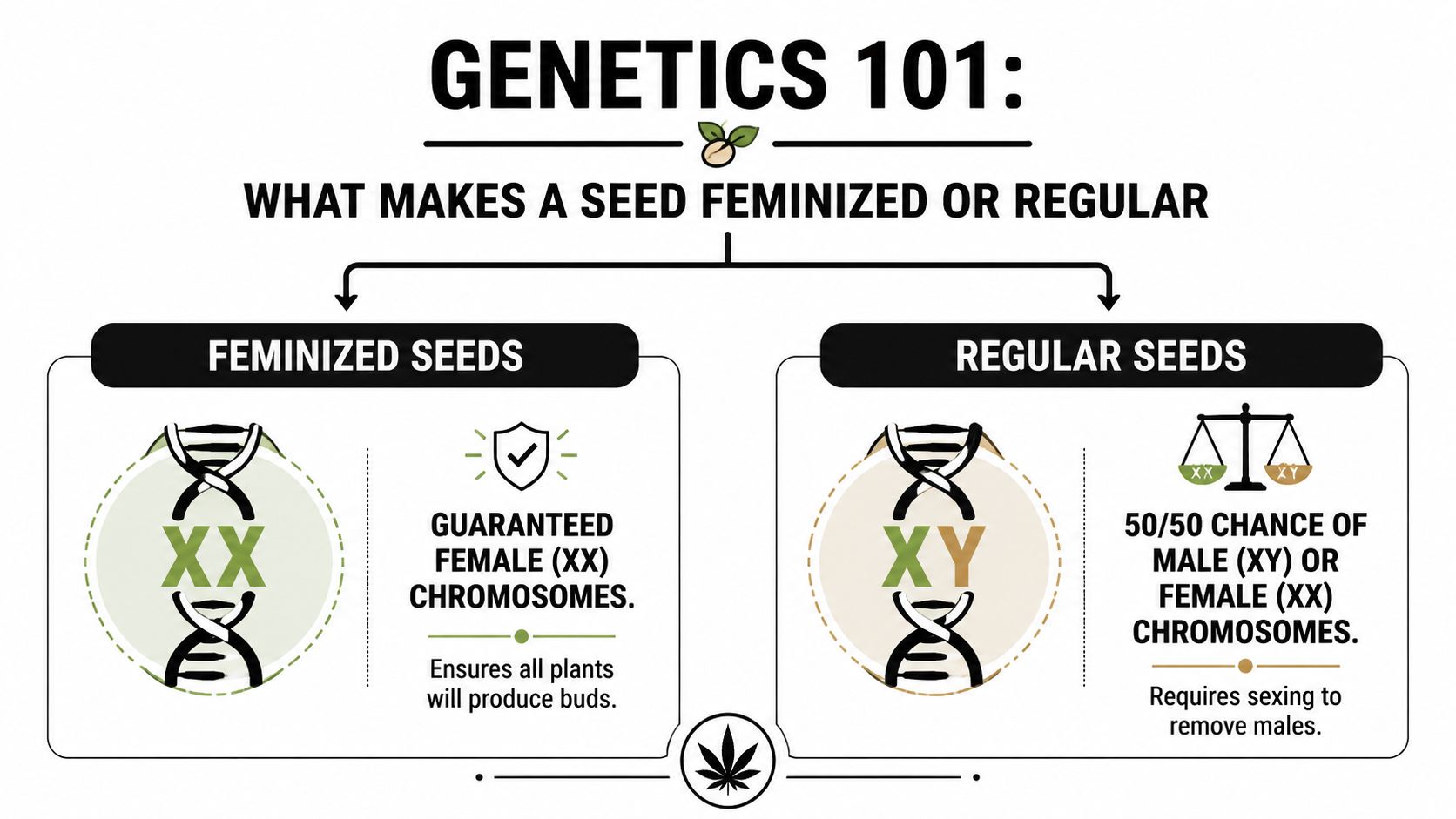 An infographic explaining the genetic differences between feminized and regular cannabis seeds using chromosome illustrations.