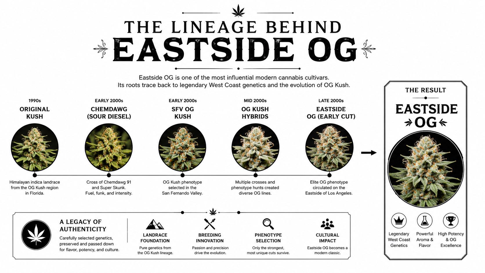 A detailed infographic showing the historical genetic lineage and development of the Eastside OG cannabis strain.