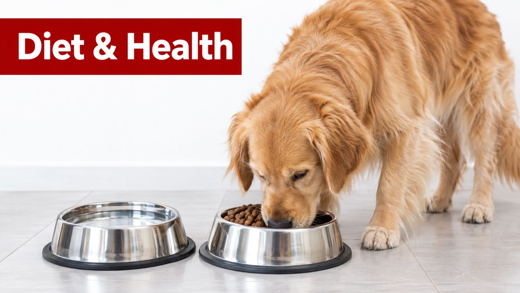 A golden retriever eating dry dog food from a metal bowl next to a water bowl