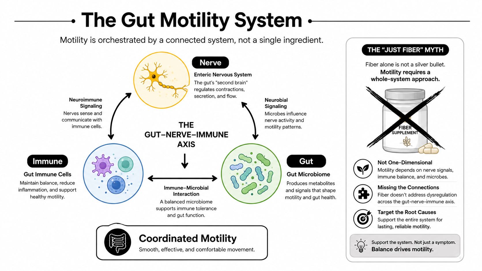 An infographic illustrating the gut-nerve-immune axis and how different systems interact to support healthy gut motility.