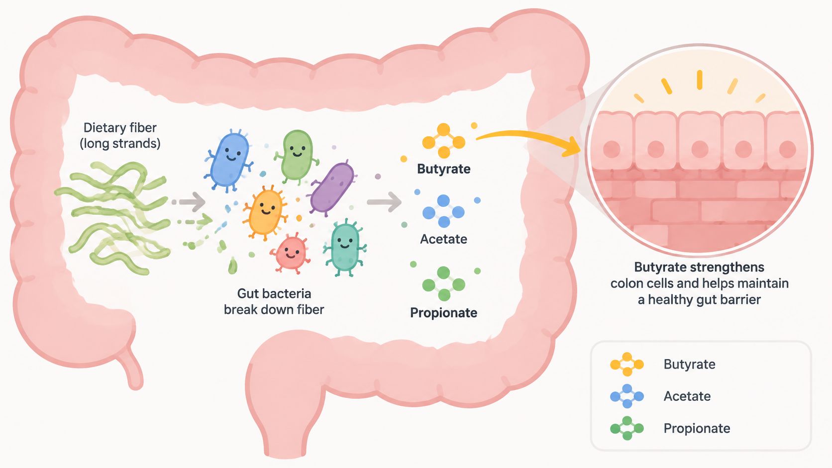 An illustration showing gut bacteria breaking down dietary fiber into short-chain fatty acids like butyrate in the colon.