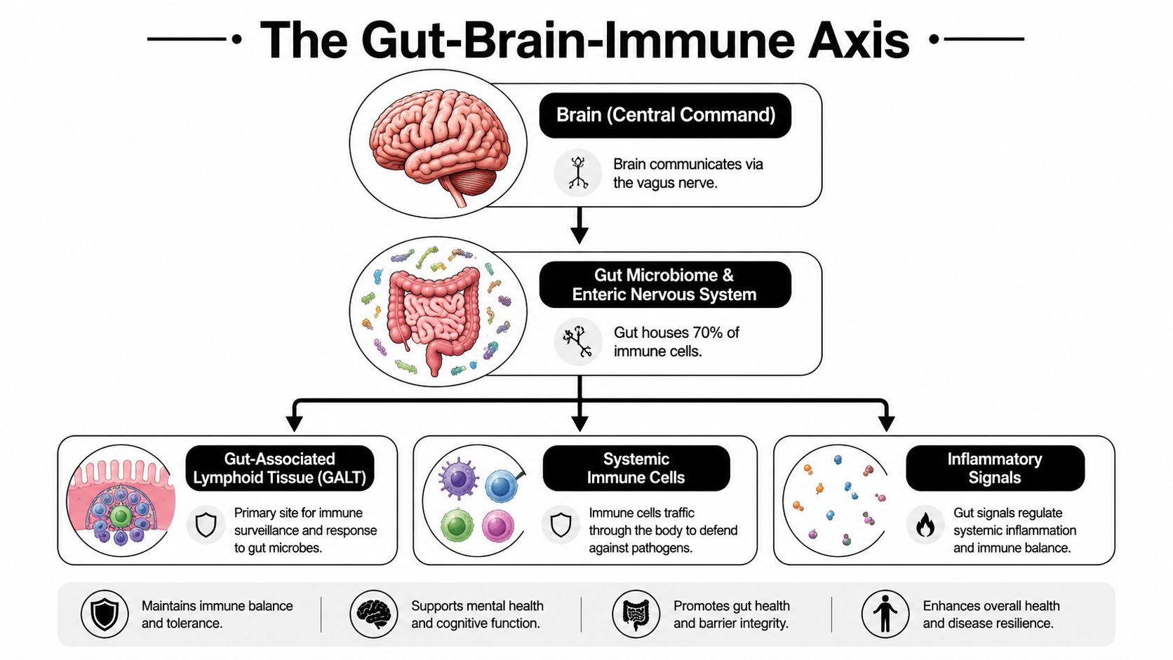 A diagram illustrating the Gut-Brain-Immune Axis, showing how the brain, gut microbiome, and immune system interact.