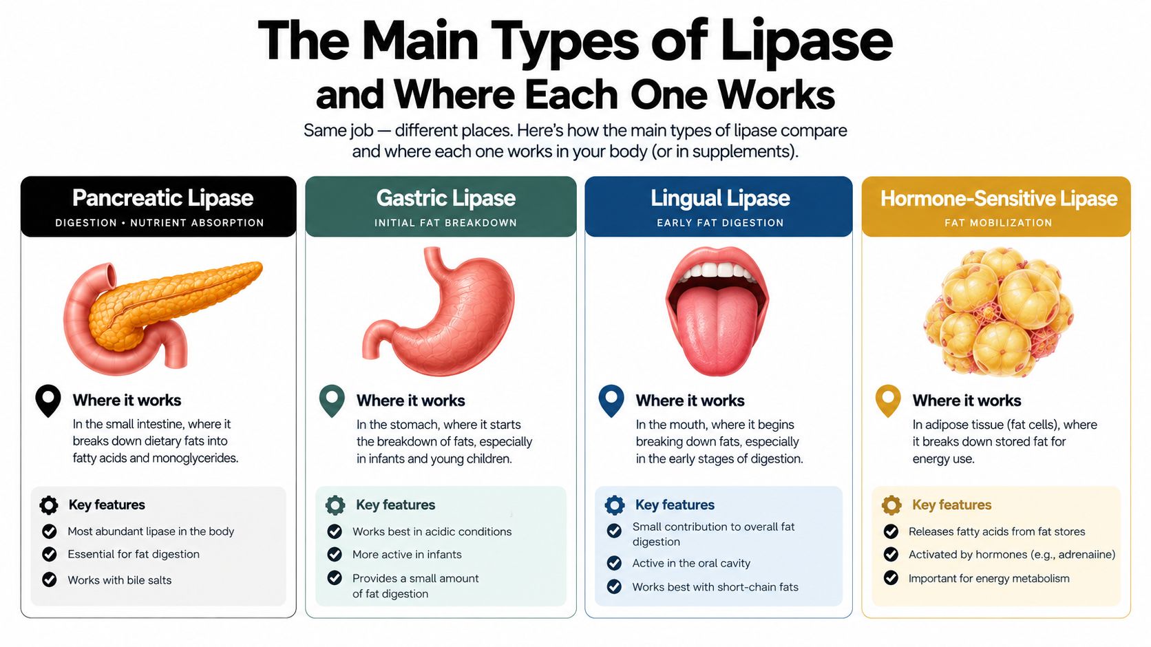 An infographic detailing the four main types of lipase enzymes, their functions, and their locations in the body.