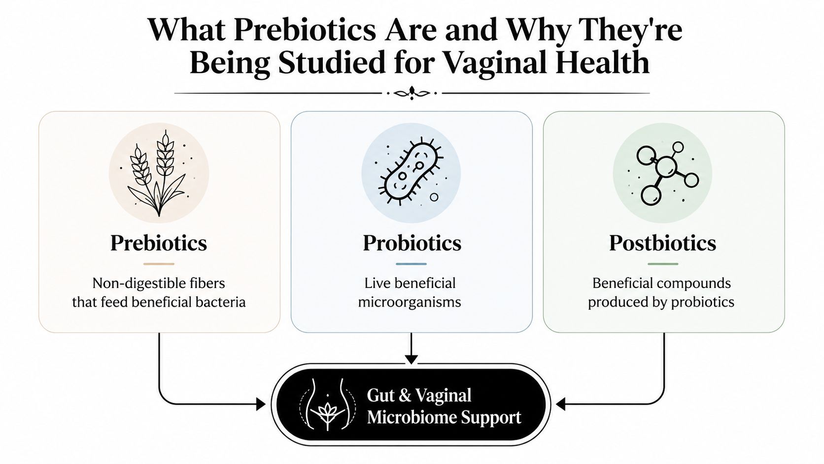 An infographic showing the relationship between prebiotics, probiotics, and postbiotics for gut and vaginal health support.