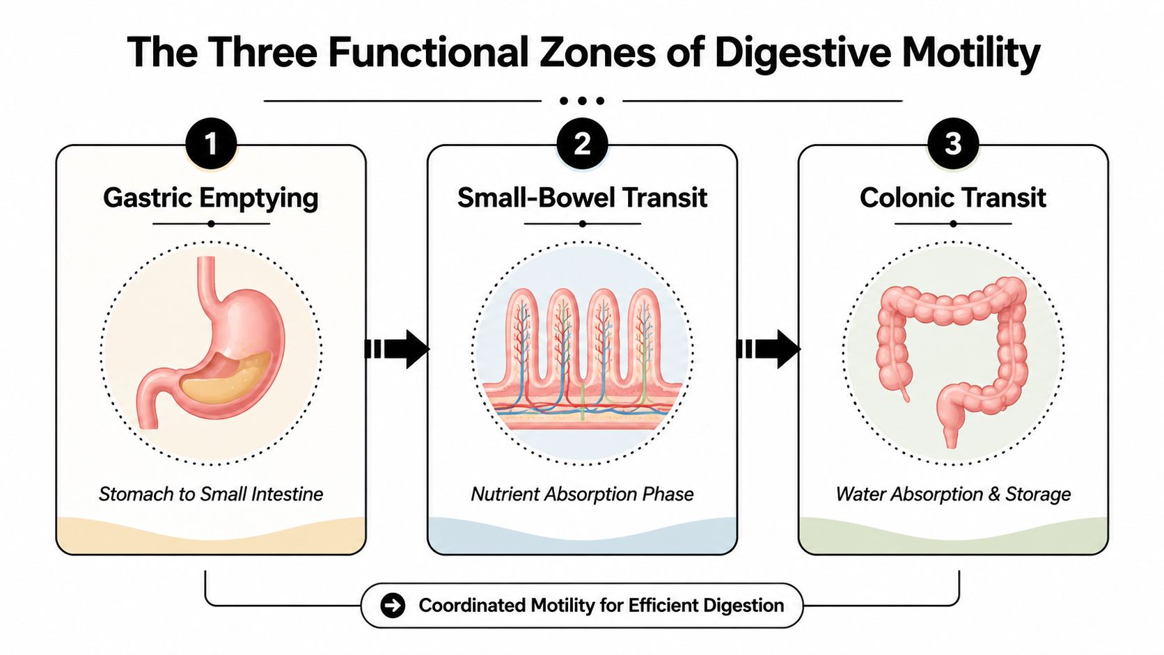 A diagram illustrating the three functional zones of digestive motility: gastric emptying, small-bowel transit, and colonic transit.