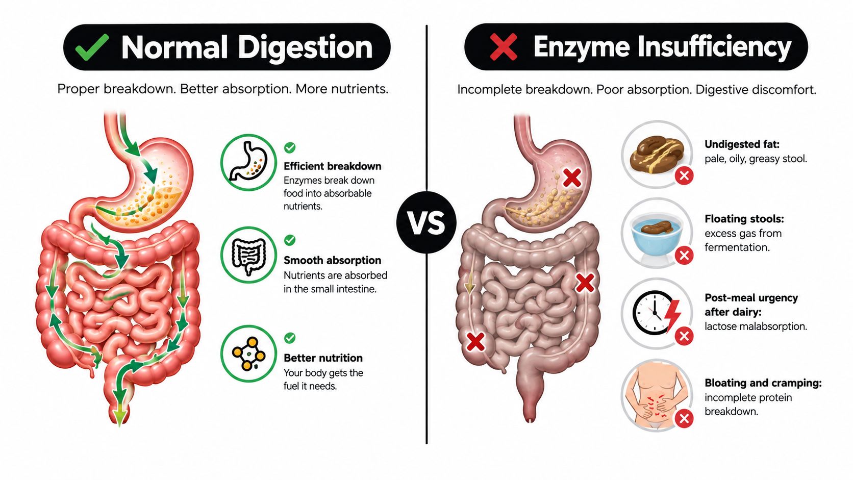 A comparison infographic showing how normal digestion differs from enzyme insufficiency with symptoms and process descriptions.