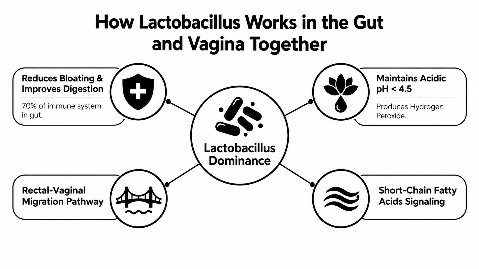 A diagram illustrating how Lactobacillus bacteria dominance benefits both digestive health and the vaginal microbiome.