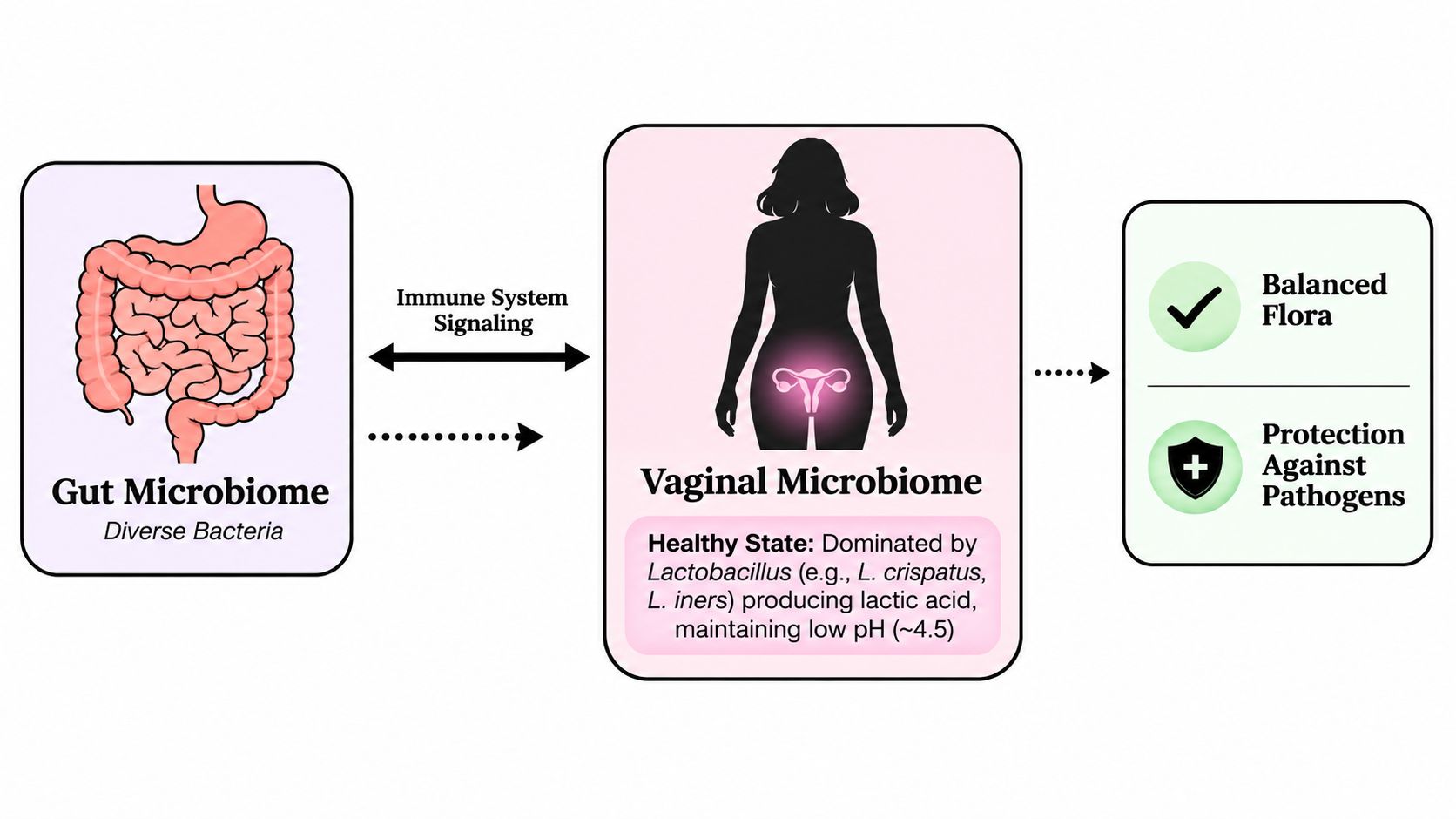 A diagram illustrating the connection between the gut microbiome and the vaginal microbiome through immune signaling.